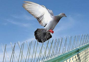 Bird Control In Bahrain
