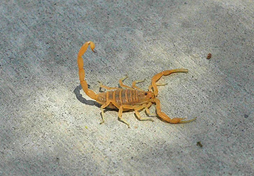 Snake Control Service In Bahrain