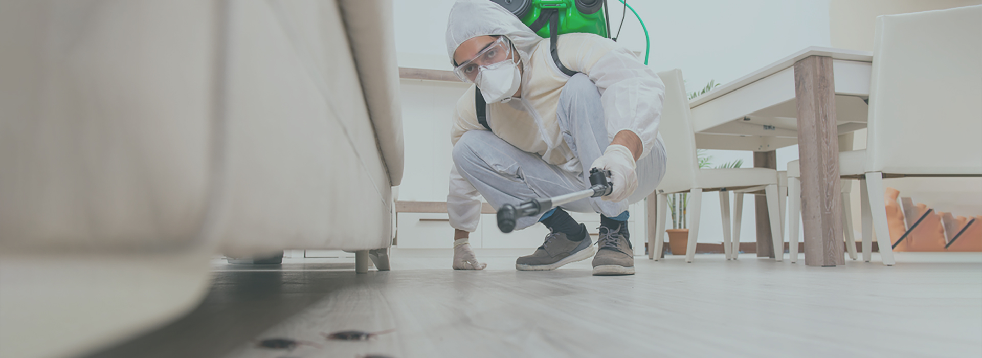 Pest Control in Bahrain